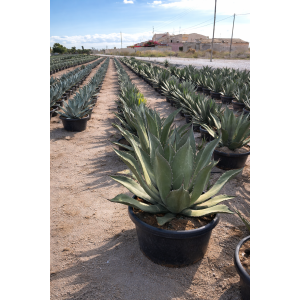 Agáva salmianova (Agave salmiana) ´FEROX´ - výška 60-80 cm, Ø 70-80 cm, kont. C75L (-8°C)